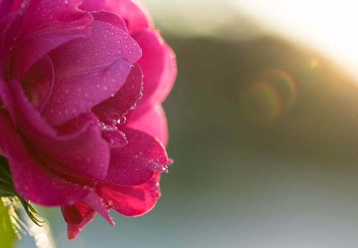 enfoque selectivo de flores rosadas con gota de rocío de agua, brillo, enfoque selectivo, rosa, flores, agua, rocío, gota, llamarada solar, gotas, luz solar, belleza, luz, naturaleza, planta, flor, pétalo, primer plano, rosaColor, belleza en la naturaleza, frescura, Fondo de pantalla HD