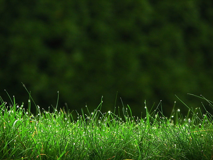 green grass, grass, drops, lawn, dew, HD wallpaper