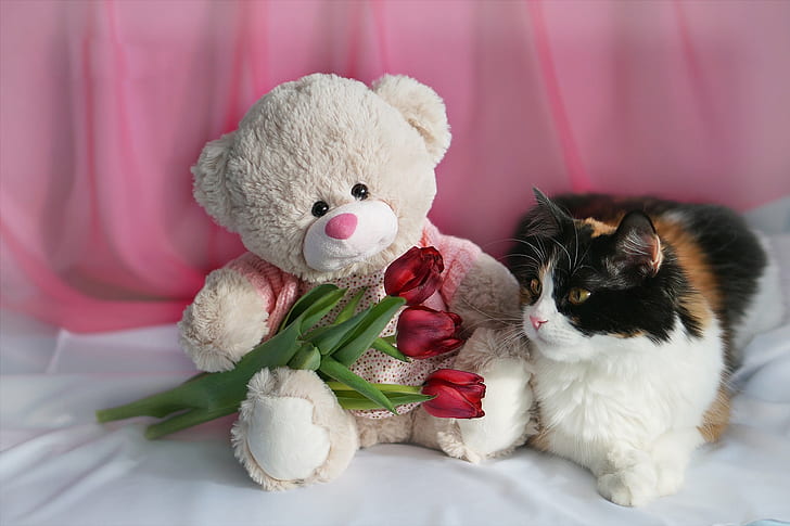 cat, flowers, toy, bear, tulips, March 8, HD wallpaper