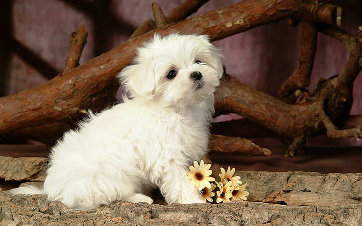 Lovely White Puppy Dog, щенок, развлечения, веселые, милые, другие, абстрактные, животные, зеленые, HD обои