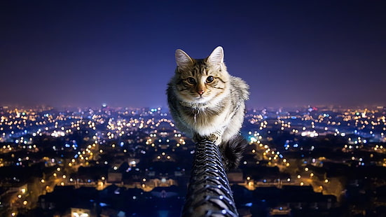 Katze, hoch Cool, HD-Hintergrundbild HD wallpaper