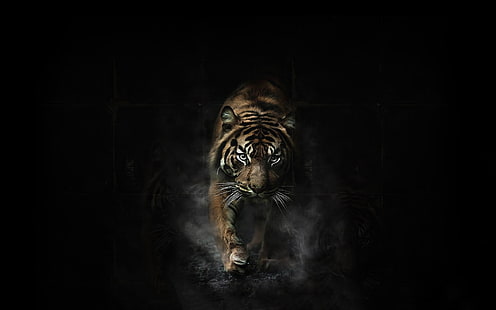 Tigre du Bengale hors des ombres, Fond d'écran HD HD wallpaper