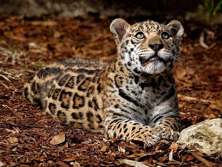 леопард, ягуар, трава, камни, большая кошка, HD обои