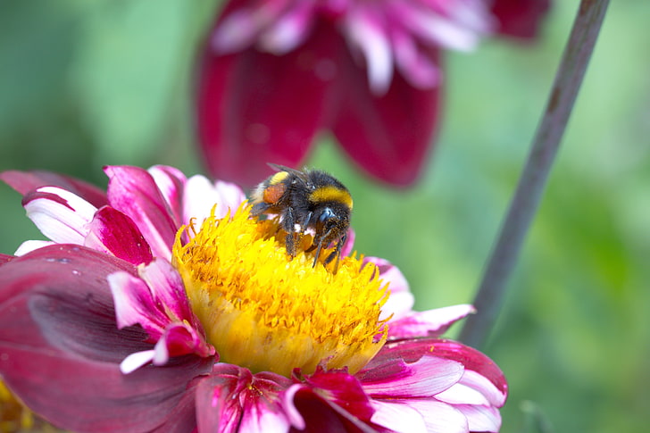 flor roxa, gerogina, abelha, polinização, HD papel de parede