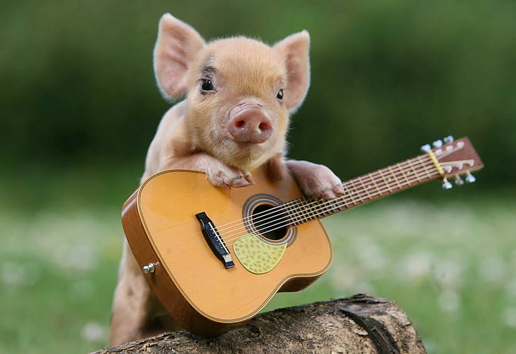 Pig, Little pig, Guitar, HD wallpaper