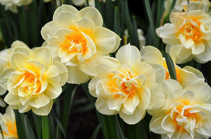 white-and-yellow double daffodils, daffodils, flowers, flowing, flowerbed, spring, HD wallpaper