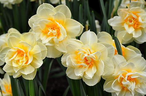 weiß-gelbe doppelte Narzissen, Narzissen, Blumen, fließend, Blumenbeet, Frühling, HD-Hintergrundbild HD wallpaper