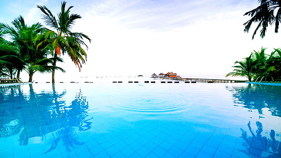 coqueiro verde, piscina perto de coqueiros verdes, piscina, palmeiras, água, universo, HD papel de parede HD wallpaper