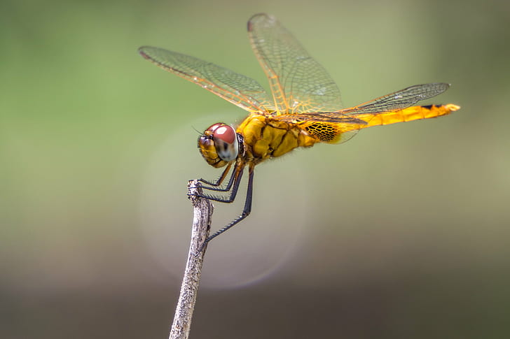 focus photography of yellow dragonfly, Dragonfly, focus, photography, yellow, sel55210, 10mm, Extension Tube, Sony A6000, macro, Insect, nature, animal planet, bokeh, animal, animal Wing, close-up, wildlife, HD wallpaper