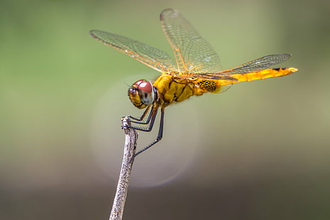 focus photography of yellow dragonfly, Dragonfly, focus, photography, yellow, sel55210, 10mm, Extension Tube, Sony A6000, macro, Insect, nature, animal planet, bokeh, animal, animal Wing, close-up, wildlife, HD wallpaper HD wallpaper