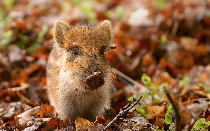braunes Ferkel, Schwein, Schmutz, Blätter, Herbst, klein, HD-Hintergrundbild