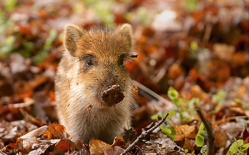 braunes Ferkel, Schwein, Schmutz, Blätter, Herbst, klein, HD-Hintergrundbild HD wallpaper