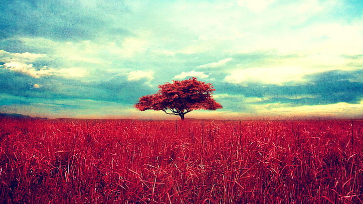 arbre à feuilles rouges, arbre à feuilles rouges et herbe sous ciel bleu, paysage, champ, arbres, Fond d'écran HD