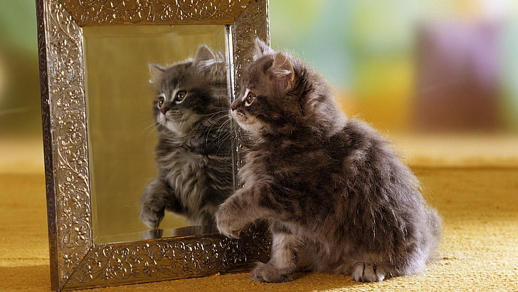 gatito marrón y negro de pelo largo, gatito, espejo, reflejo, esponjoso, Fondo de pantalla HD