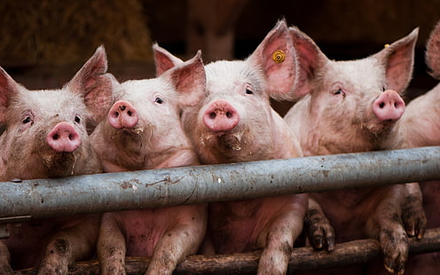 핑크 돼지, 돼지, 흙, 로트, 새끼의 표류, HD 배경 화면 HD wallpaper