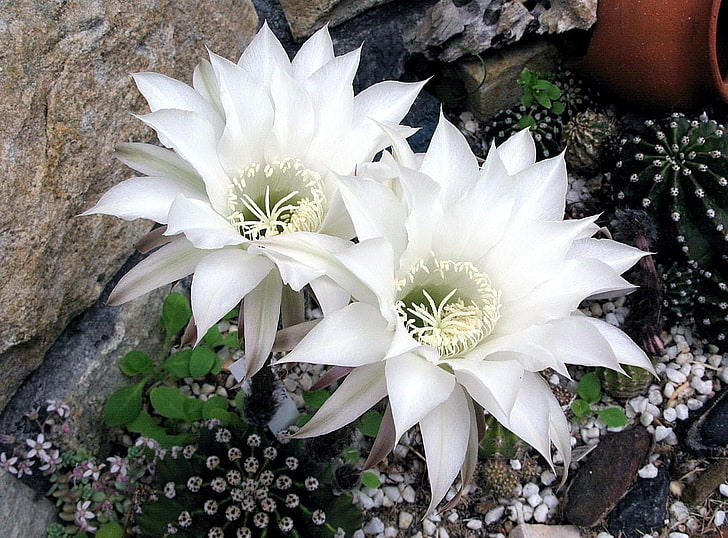 two white flowers, cactus, flower, flowering, snow-white, stone, HD wallpaper