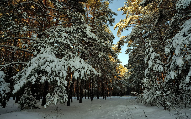 Árvores floresta neve inverno HD, natureza, árvores, neve, floresta, inverno, HD papel de parede