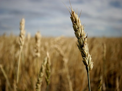 Ährchen, Natur, Weizen, HD-Hintergrundbild HD wallpaper