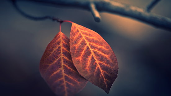 кафяв лист, есен, природа, макро, дълбочина на полето, листа, фотография, клон, HD тапет HD wallpaper