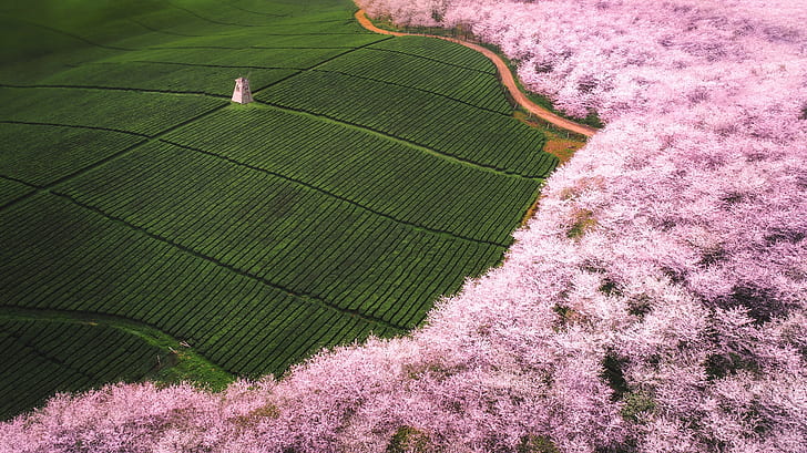 tea plantation, field, blossom, Landscape, HD wallpaper
