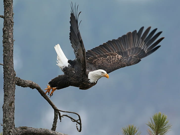 Плешив орел излитане, черно-бял плешив орел, дърво, ястреб, крила, излитане, птица, плешив орел, HD тапет