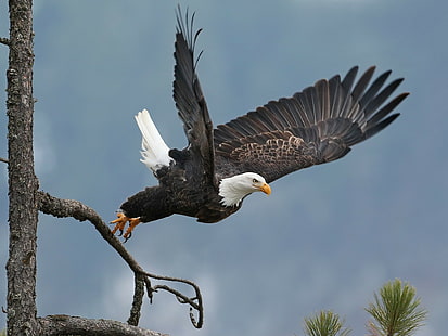 Bald eagle takeoff, black and white bald eagle, tree, hawk, wings, takeoff, bird, bald eagle, HD wallpaper HD wallpaper