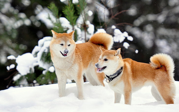 two red sesame shiba inus, akita inu, dog, snow, playful, HD wallpaper
