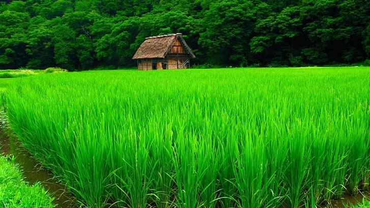 campo de arroz, casa, Fondo de pantalla HD