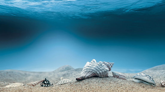 água, embaixo da agua, conchas, conchas, concha, mar, areia, natureza, HD papel de parede HD wallpaper