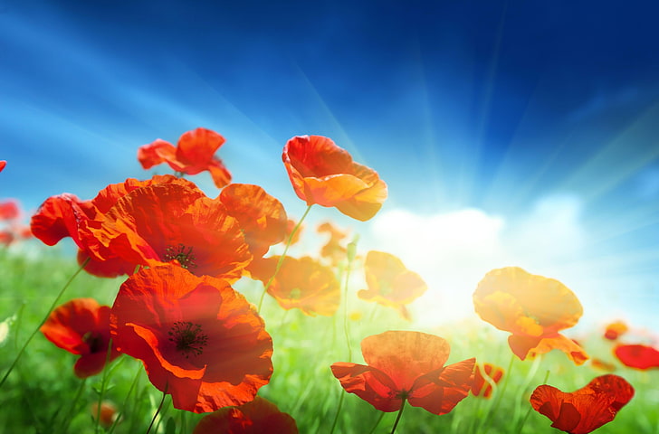 red poppy flowers, poppies, field, sky, sun, rays, light, HD wallpaper