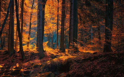 pohon berdaun oranye, daun coklat selama musim gugur di hutan, alam, lanskap, hutan, musim gugur, daun, pohon, sinar matahari, Wallpaper HD HD wallpaper