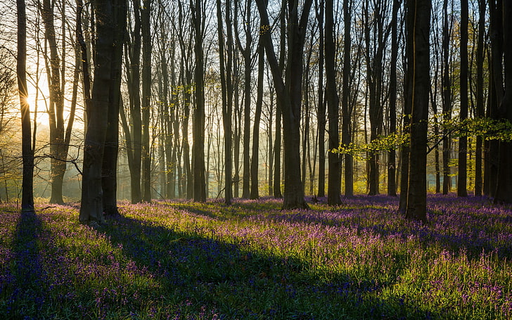 forêt, lumière, printemps, matin, Fond d'écran HD
