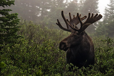 moose, HD wallpaper HD wallpaper