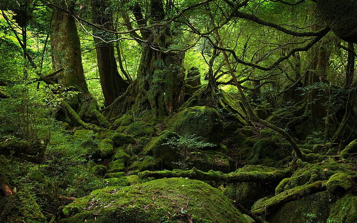 green moss, trees, wood, jungle, moss, stones, green, branches, roots, HD wallpaper
