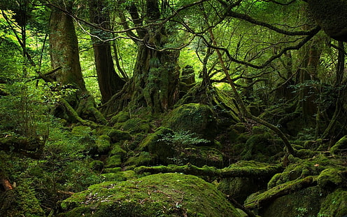 musgo verde, árboles, madera, selva, musgo, piedras, verde, ramas, raíces, Fondo de pantalla HD HD wallpaper