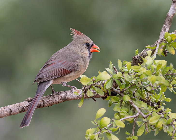 серый и красный кардинал птица на ветви дерева, северный кардинал, северный кардинал, женский, северный кардинал, серый, красный кардинал, кардинал птица, ветвь дерева, птица, природа, животное, живая природа, филиал, клюв, на открытом воздухе, HD обои