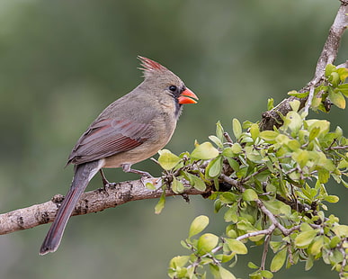 сива и червена кардинална птица на клона на дървото, северен кардинал, северен кардинал, женски, северен кардинал, сив, червен кардинал, кардинална птица, клон на дърво, птица, природа, животно, дивата природа, клон, клюн, на открито, HD тапет HD wallpaper