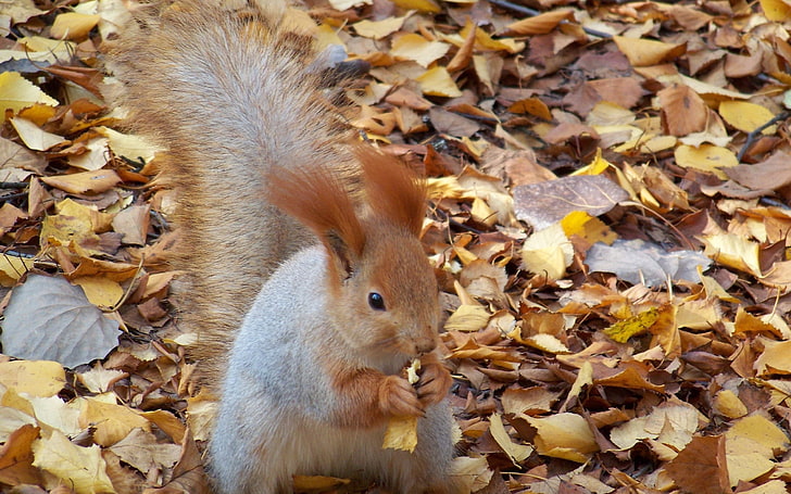 brown and gray squirrel, squirrel, autumn, foliage, food, HD wallpaper