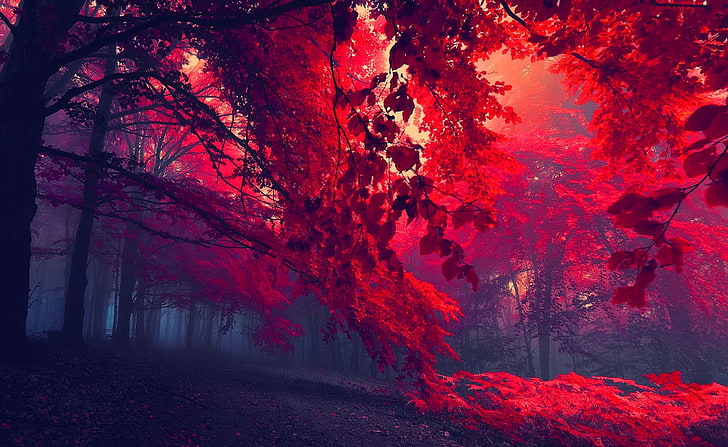 Foresta rossa, albero a foglie rosse, Aero, creativo, Sfondo HD