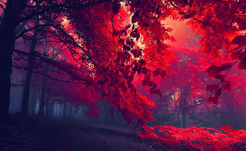 غابة حمراء ، شجرة ذات أوراق حمراء ، إيرو ، إبداعية، خلفية HD HD wallpaper