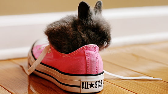 schwarzes Kaninchen, Kaninchen, Converse, Schuhe, HD-Hintergrundbild HD wallpaper