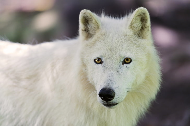 white fox, arctic wolf, dog, muzzle, HD wallpaper