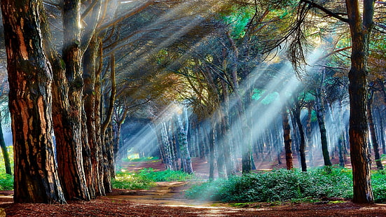 nature, green, woodland, forest, sunbeam, rays, tree, grove, sunlight, forest path, sun ray, landscape, path, mystical, beautiful, HD wallpaper HD wallpaper