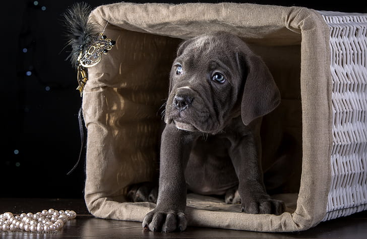 Anak anjing Cane Corso, keranjang, anak anjing Cane Corso berkembang biak, Wallpaper HD