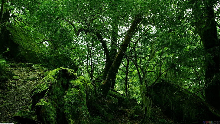 緑の葉の木、風景、森、木、自然、 HDデスクトップの壁紙