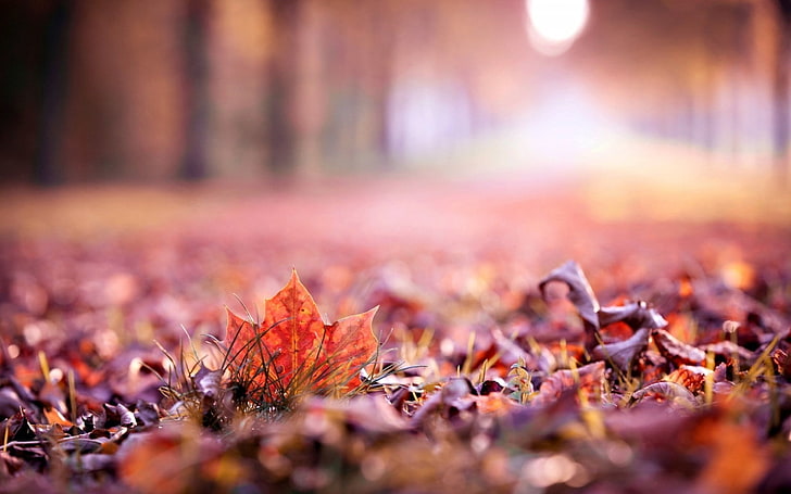 liść klonu, bez tytułu, natura, liście, jesień, głębia ostrości, Tapety HD