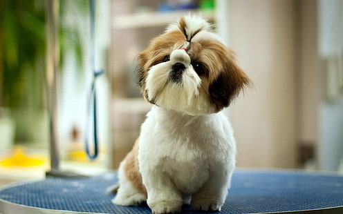 Cane, cucciolo, carino, soffice, animale domestico, cane, cucciolo, carino, soffice, animale domestico, Sfondo HD HD wallpaper