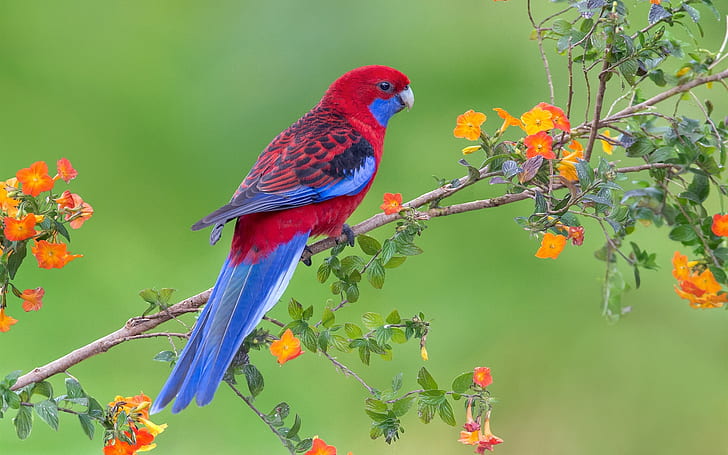 Червено сини пера птица, папагал, цветя, клонки, червено, синьо, пера, птица, папагал, цветя, клонки, HD тапет