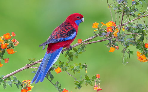 Czerwone niebieskie pióra ptak, papuga, kwiaty, gałązki, czerwony, niebieski, pióra, ptak, papuga, kwiaty, gałązki, Tapety HD HD wallpaper
