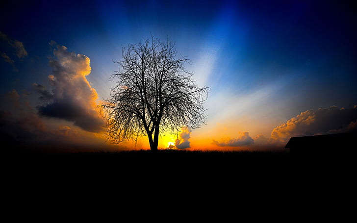 Dawn, tree, sunrise, 3d and abstract, HD wallpaper | Wallpaperbetter